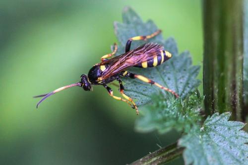 Réf. 245 156 : Ichneumon xanthorius